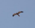 /album/photogallery/montagues-harrier-over-lamin-jpg/